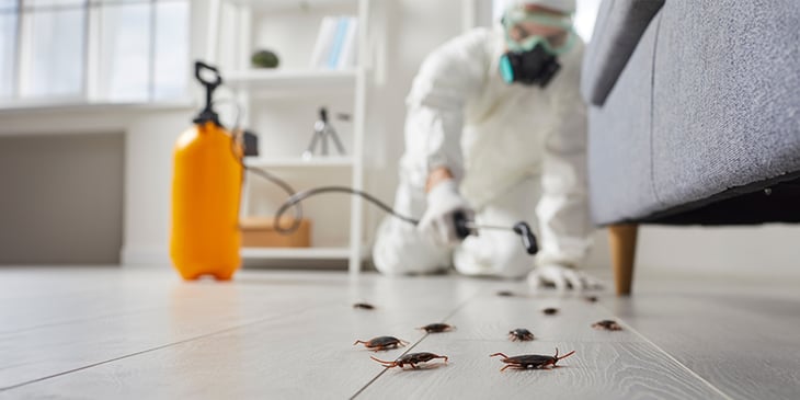 Battling unwanted guests- How to prevent pests un lettings properties