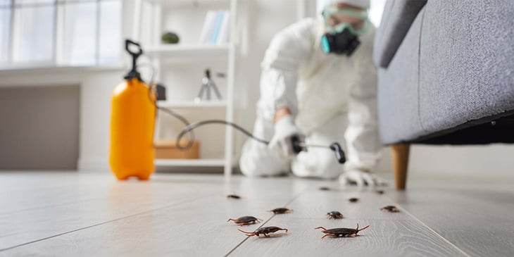 Battling unwanted guests- How to prevent pests un lettings properties