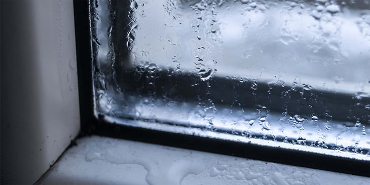 Damp and mould identification 